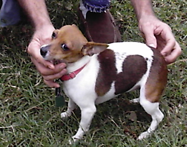 cinnamon1.jpg